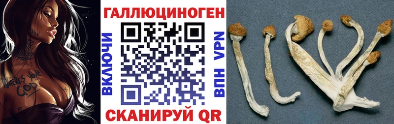 Купить где  Сланцы  Галлюциногенные грибы GOLDEN TEACHER 